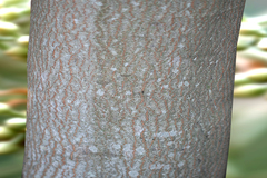 Aleurites moluccanus